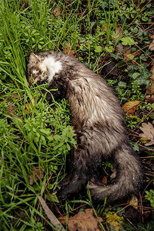 La nature privatis�e