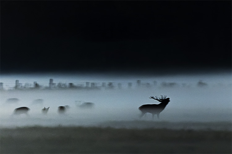 Brame, les amours du cerf (saison 2021)