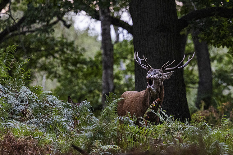 Brame, immersion au coeur de la forêt au milieu des animaux (saison 2022)