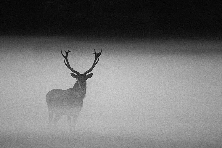 Cerfs et biches, les fantômes de nos bois ! Rencontre avec le roi de la forêt