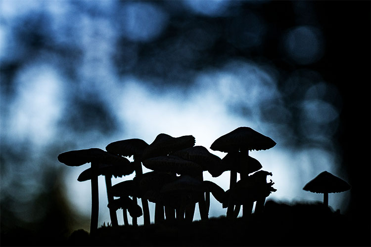 Champignons, les petits lutins de nos sous-bois