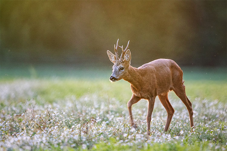 Amour, séduction, rivalité, combat, élevage des faons, une saison en compagnie du Chevreuil.
