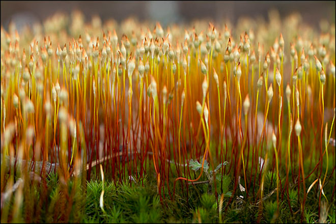 Course à la lumière Concours de photographies de Montier-en-Der