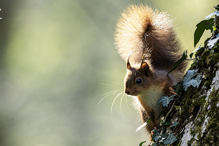 L'écureuil, l'autre petit rouquin de nos sous-bois