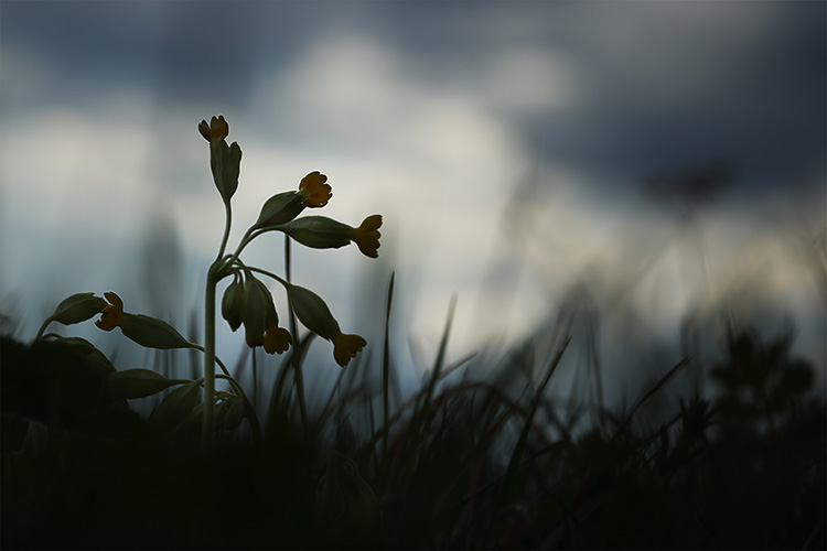 Fleurs des bois et des champs, les milles couleurs de la nature