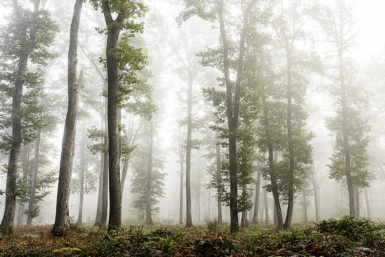 Paysages et lumières de la forêt de Fontainebleau