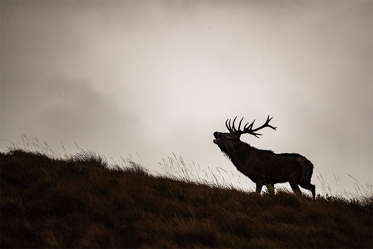 Le brame en Ecosse dans les Highlands Le brame en Ecosse dans les Highlands