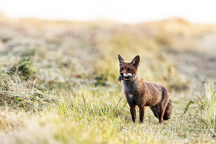Mulotage, quand le renard s'envole ! Ou quand le renard part en chasse