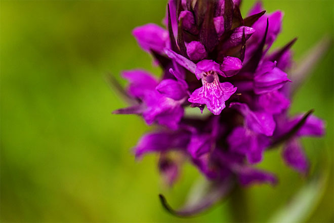 Les orchidées dans l'Oise et le Val d'Oise Les orchidées dans le PNR Oise - Pays de France