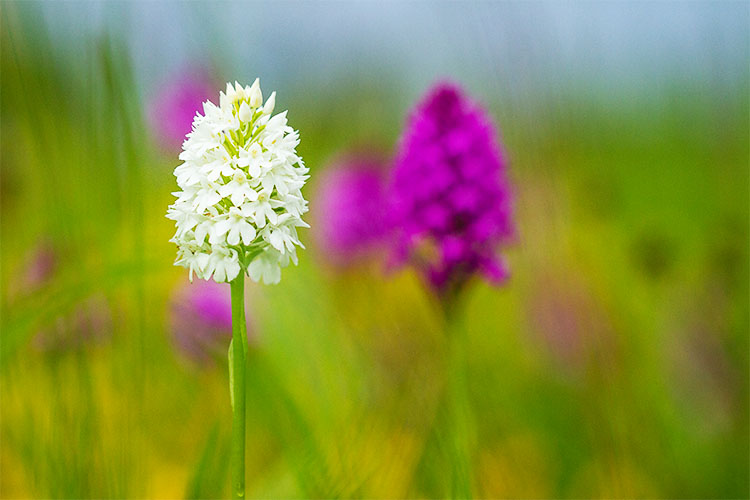 Les orchidées sauvages de la vallée de l'Ysieux, de l'Oise et d'ailleurs