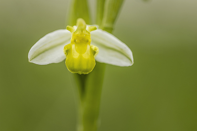 Les orchidées sauvages de la vallée de l'Ysieux Les orchidées sauvages de la vallée de l'Ysieux