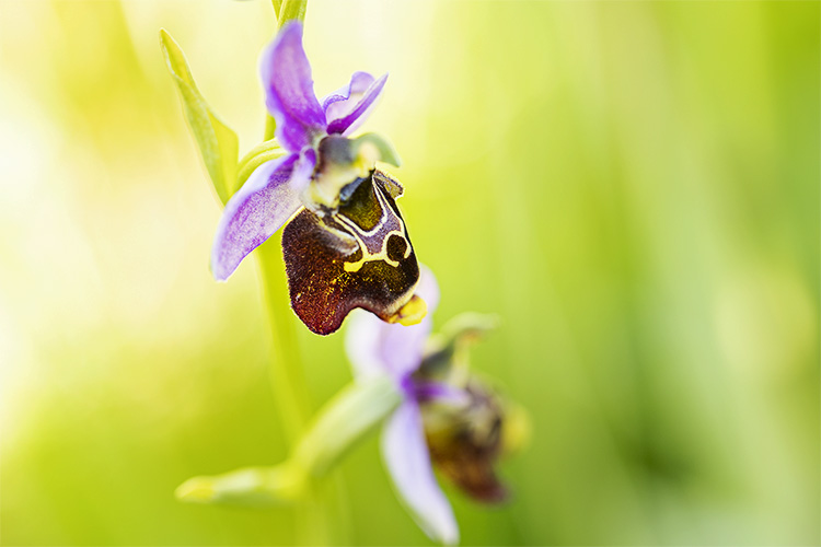 Les orchidées sauvages de la vallée de l'Ysieux, de la vallée de Javot et d'ailleurs