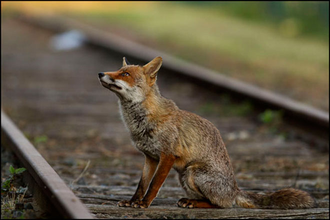 Le renard et les routiers Concours de photographies Terre Sauvage