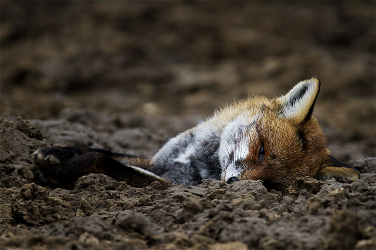 La dictature de la chasse en France La dictature de la chasse en France