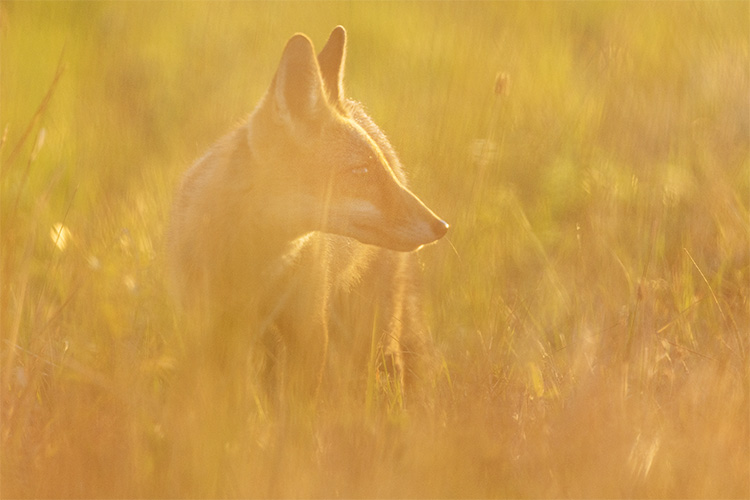 Renardeaux, premières parties de chasse