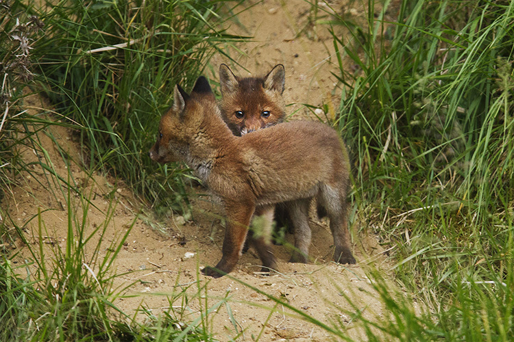 Renardeaux, nouvelles rencontres avec les petits rouquins