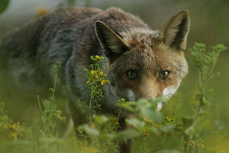 Renards des villes ou le renard et les routiers, Terre Sauvage n°279