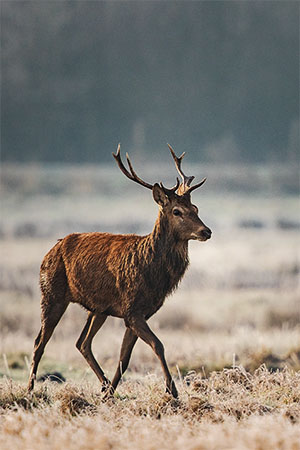 Qui a fief a droit de chasse Qui a fief a droit de chasse