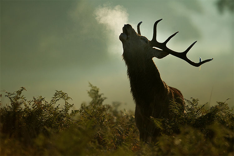 Richmond park, the deer rut ! Le brame du cerf en Angleterre, automne 2104
