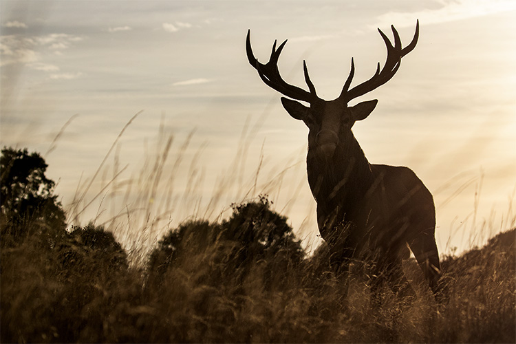 Richmond park, the deer rut ! Le brame du cerf en Angleterre, automne 2018