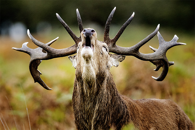 Richmond park, the deer rut ! Le brame du cerf en Angleterre, automne 2019