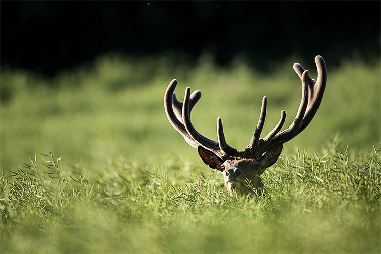 Velours, le printemps du cerf Velours, le printemps du cerf