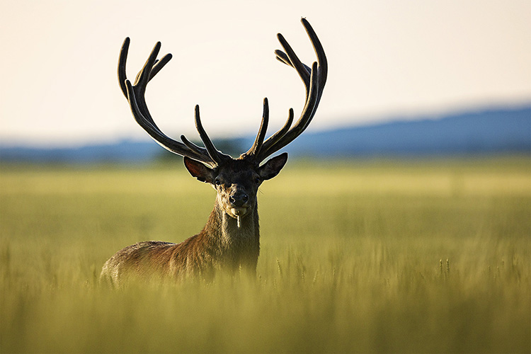 Velours, quand le printemps voit pousser les bois des cerfs